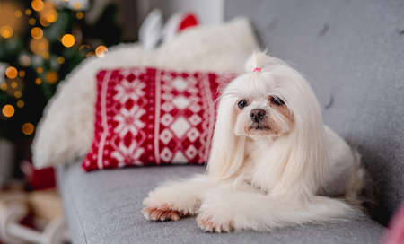 Maltese dog next to illuminated christmas treeの写真素材