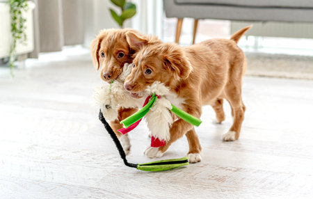 Couple of toller puppies at homeの写真素材