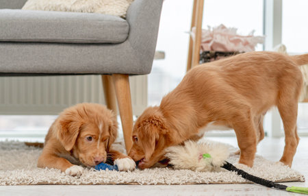 Couple of toller puppies at homeの写真素材