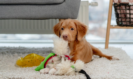 Toller puppy having fun at homeの写真素材