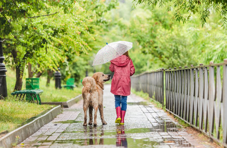 Little girl walking dog under rainの写真素材