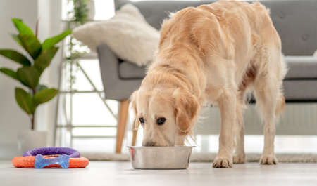 Golden retriever dog at homeの写真素材