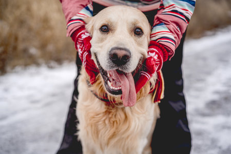 Golden retriever dog with tongue outの写真素材