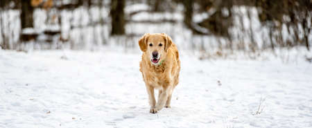 Golden retriever dog playing outsideの写真素材