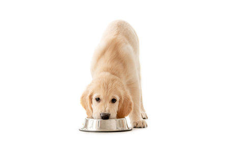 Adorable golden retriever puppy eatingの写真素材