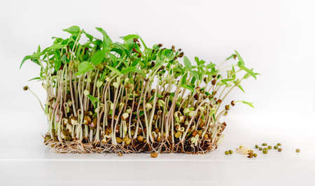 Organic microgreen growings