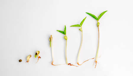 Organic microgreen growingsの写真素材
