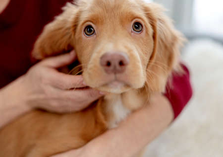 Toller puppy having fun at home