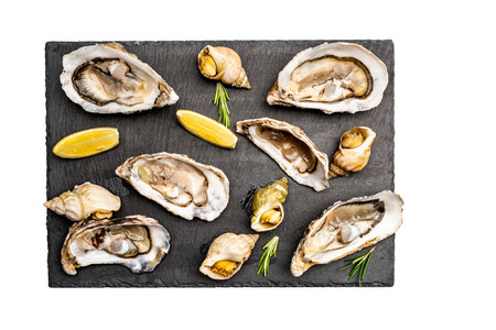 Set of oysters and snails isolated on white background