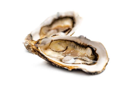 Oysters isolated on white backgroundの写真素材