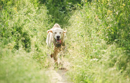 Funny dog running on sunny meadowの写真素材