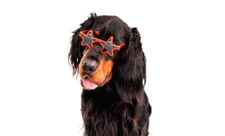 Scottish setter dog wearing sunglasses