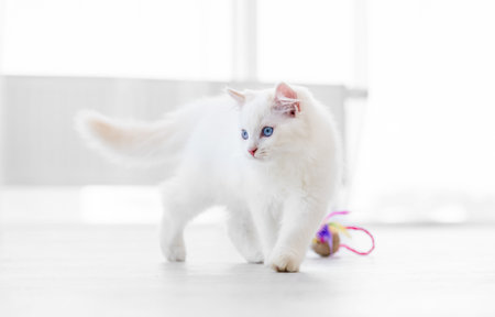 Ragdoll cat in light room with toyの写真素材