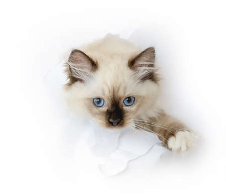 Ragdoll cat in light roomの写真素材