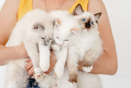 Owner holding ragdoll catsの写真素材