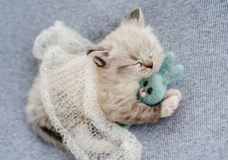 Ragdoll kitten photos newborn styleの写真素材