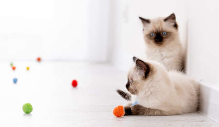 Kittens Ragdoll playing with toysの写真素材