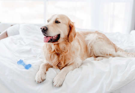 Golden retriever dog in the bedの写真素材