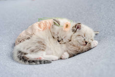 Ragdoll kittens photos newborn styleの写真素材