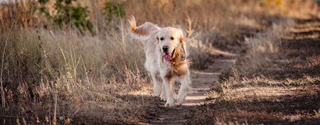Golden retriever dog walking in autumn park in yellow grass with tonque out. Purebred pet labrador outdoors in sunny dayの写真素材
