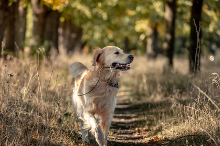 Golden retriever dog in autumn park