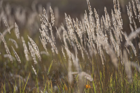 Cereal field with yellow ripe spikelets closeup with blurred background. Wheat grain in farmaland with beautiful sunlightの写真素材