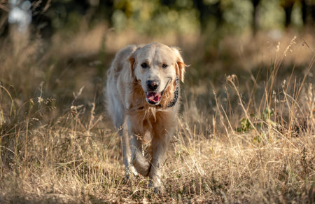 Golden retriever dog with tonque out in autumn day outdoors. Purebred pet labrador walking at natureの写真素材