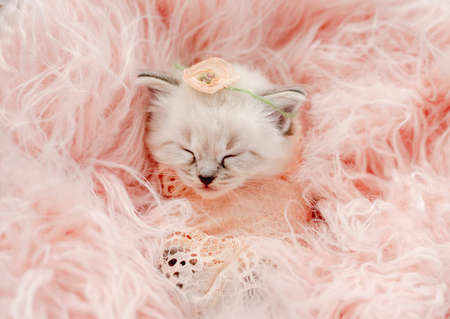 Ragdoll kitten photos newborn styleの写真素材