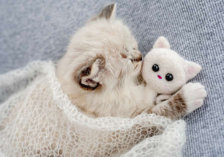 Ragdoll kitten photos newborn styleの写真素材