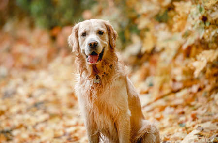 Golden retriever dog in parkの写真素材