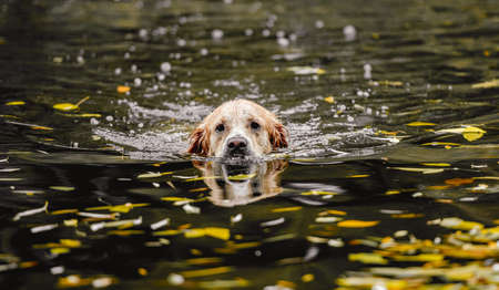 Golden retriever dog hunterの写真素材