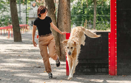 Girl training golden retriever dog