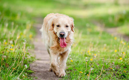 Golden retriever dog outdoors in summerの写真素材