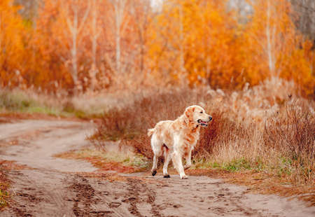 Golden retriever dog in autumn forest