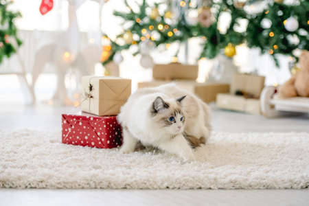 Ragdoll cat in Christmas timeの写真素材