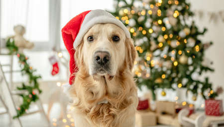 Golden retriever dog in Christmas timeの写真素材