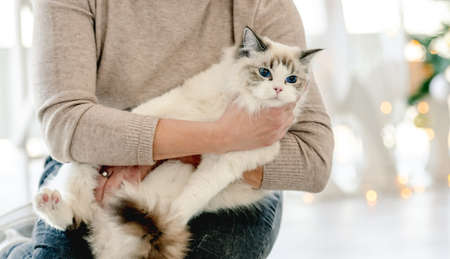 Girl with ragdoll cat in Christmas timeの写真素材