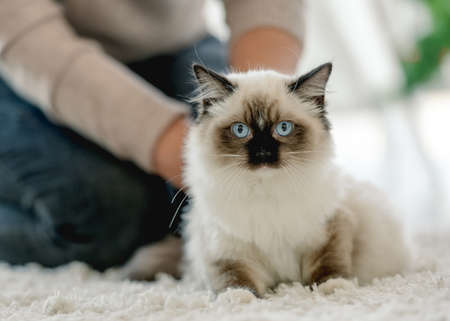Girl with ragdoll catの写真素材