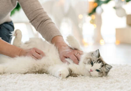 Girl with ragdoll cat in Christmas timeの写真素材