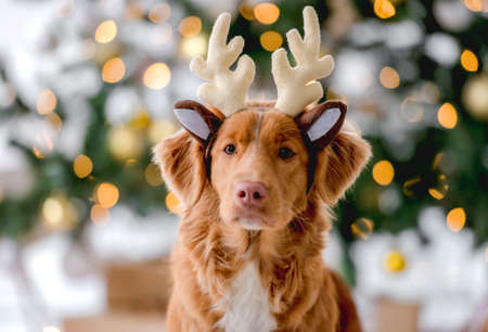 Toller retriever in Christmas timeの写真素材