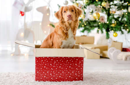 Toller retriever in Christmas timeの写真素材