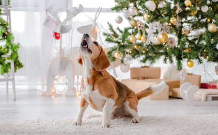 Beagle dog in Christmas timeの写真素材