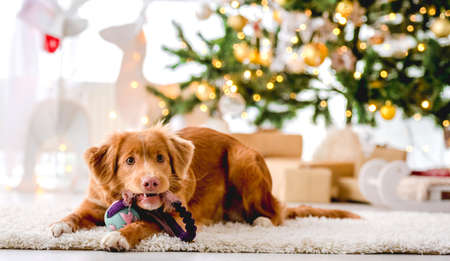 Toller retriever in Christmas timeの写真素材