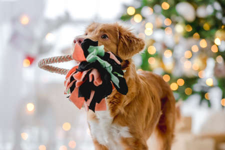Toller retriever in Christmas timeの写真素材