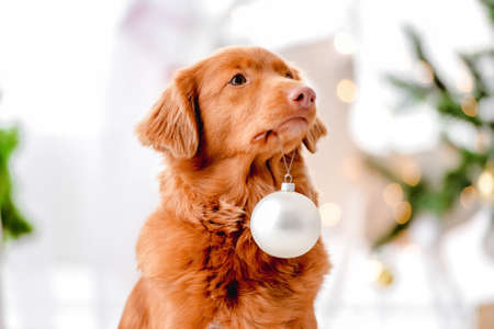 Toller retriever in Christmas timeの写真素材