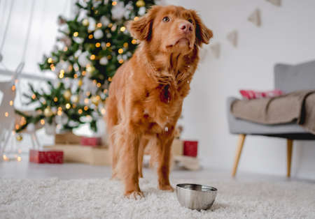 Toller retriever in Christmas timeの写真素材