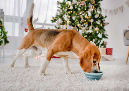 Beagle dog in Christmas timeの写真素材