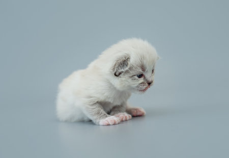 Ragdoll kitten isolated on light blue backgroundの写真素材