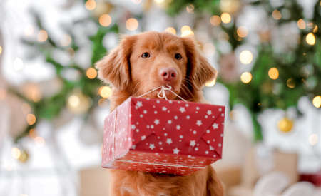 Toller retriever in Christmas timeの写真素材