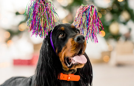 Gordon setter in Christmas timeの写真素材